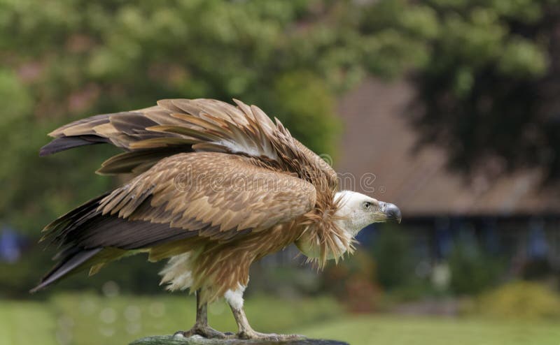 Le vautour de griffon, fulvus de Gyps, griffon eurasien est un grand vautour de Vieux Monde dans l'oiseau de l'Accipitridae de fa photos stock Le vautour de griffon, fulvus de Gyps, griffon eurasien est un grand vautour de Vieux Monde dans l'oiseau de l'Accipitridae de fa photos stock