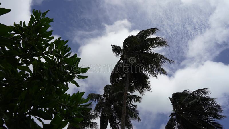 Le vent agite les arbres. feuilles de palmiers et branches d'arbres tropicaux flottent