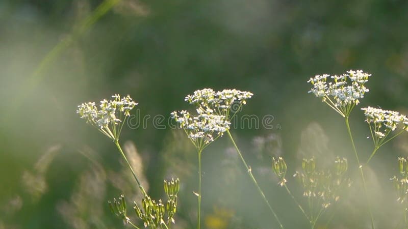 Le vent remue l'herbe et les fleurs de pré dans la campagne