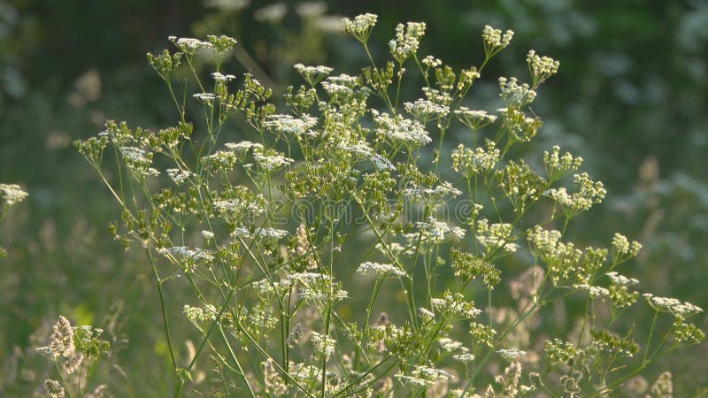 Le vent remue l'herbe et les fleurs de pré dans la campagne