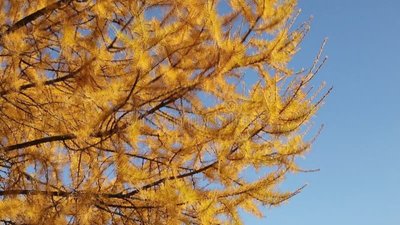 Le vent remue les branches jaunes lumineuses de mélèze