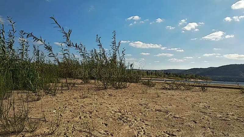 Le vent remue le roseau sur le rivage arénacé, jour d'été ensoleillé