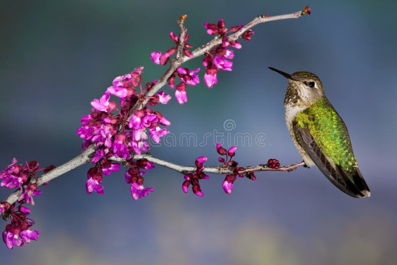 Le vert a desserré le colibri photographie stock libre de droits Le vert a desserré le colibri photographie stock libre de droits