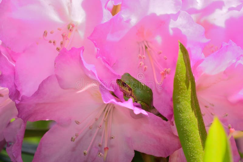 Le vert flagellent et des fleurs de rhododendron photo stock