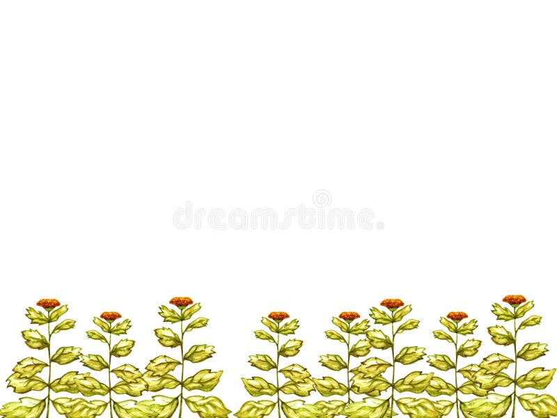 Le vert laisse des fleurs de calendula l'aquarelle dessinée encadrée par décoration orange d'ornement de nature d'éléments d'isol illustration stock Le vert laisse des fleurs de calendula l'aquarelle dessinée encadrée par décoration orange d'ornement de nature d'éléments d'isol illustration stock