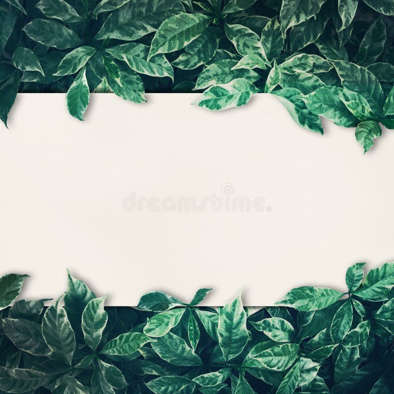 Le vert laisse la conception de fond avec le livre blanc images stock Le vert laisse la conception de fond avec le livre blanc images stock