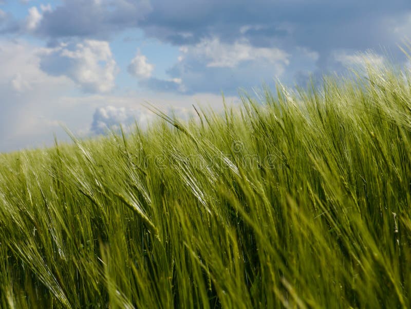 Le vert met en place la forêt Allemagne d'usines de nature du soleil d'été photographie stock libre de droits Le vert met en place la forêt Allemagne d'usines de nature du soleil d'été photographie stock libre de droits
