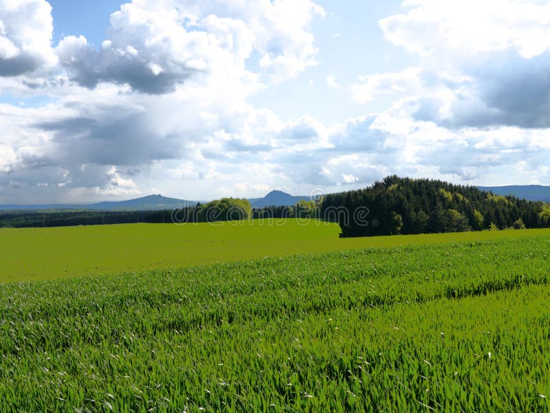 Le vert met en place la forêt Allemagne d'usines de nature du soleil d'été images stock Le vert met en place la forêt Allemagne d'usines de nature du soleil d'été images stock