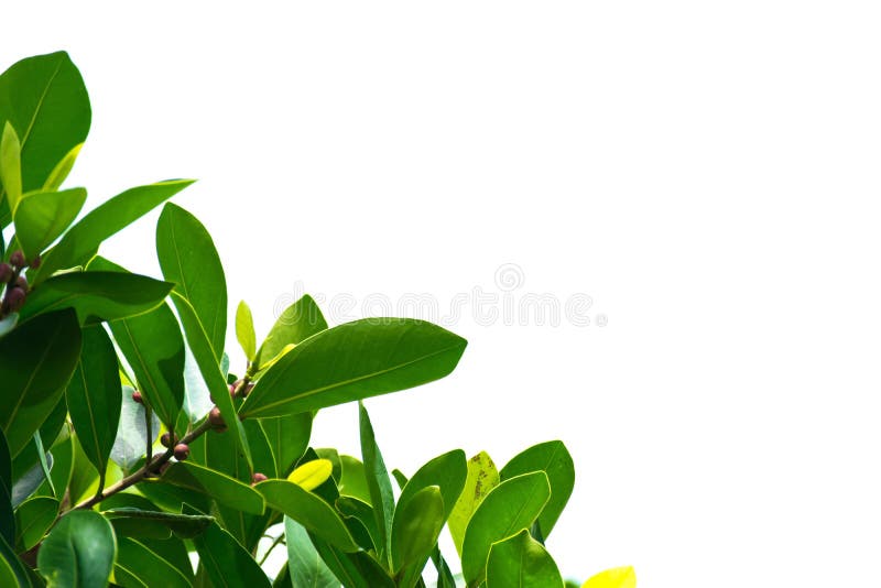 Le vert part sur un fond blanc utilisant des papiers peints ou des milieux pour plus de texte sur une image image stock Le vert part sur un fond blanc utilisant des papiers peints ou des milieux pour plus de texte sur une image image stock