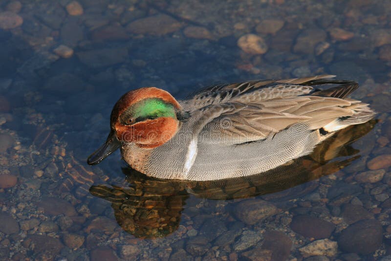 Le vert s'est envolé la sarcelle d'hiver photo stock