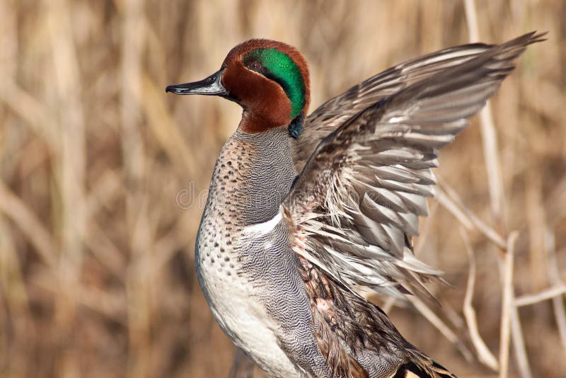 Le vert s'est envolé le bout droit d'aile de sarcelle d'hiver photographie stock
