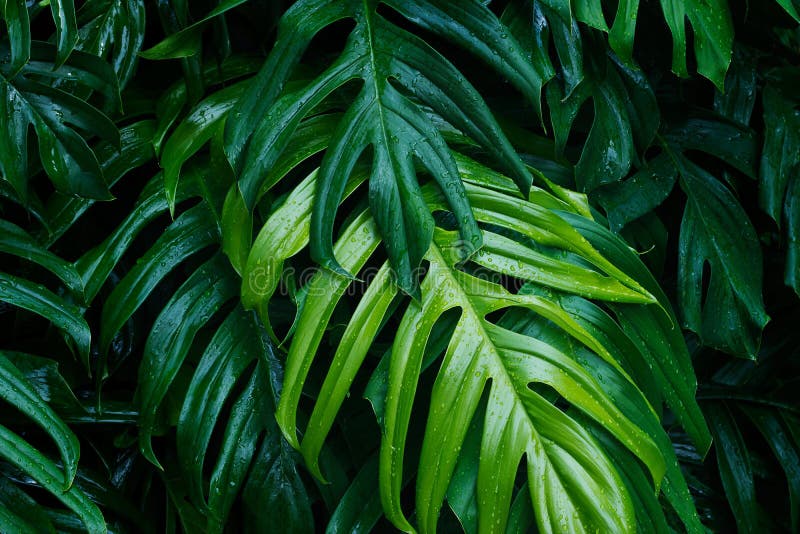 Le vert tropical part après avoir plu, forêt d'été de nature photographie stock libre de droits Le vert tropical part après avoir plu, forêt d'été de nature photographie stock libre de droits