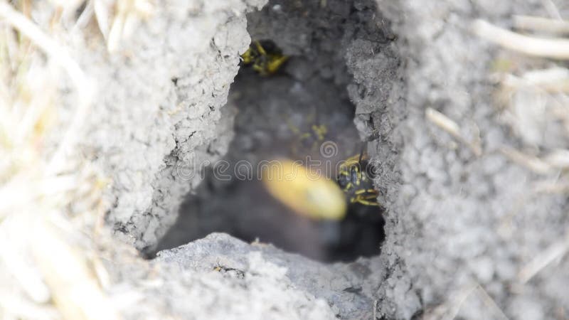 Le vespe volano nel loro visone del nido con le vespe sotterranee di un nido della tremula L'entrata al nido della tremula è vici