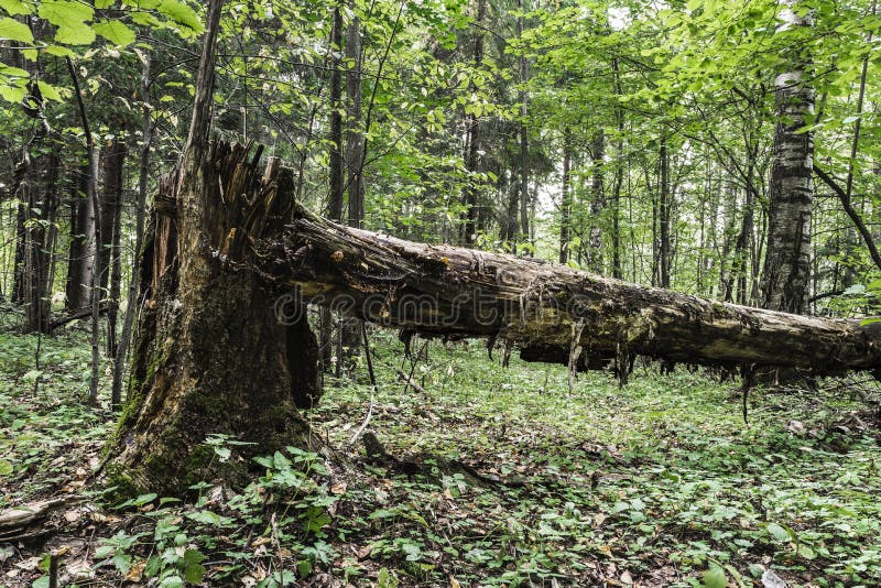 Le vieil arbre mort se situe dans la forêt sauvage, un tronc cassé d'une grande putréfaction d'arbre dans une réserve naturelle, images libres de droits Le vieil arbre mort se situe dans la forêt sauvage, un tronc cassé d'une grande putréfaction d'arbre dans une réserve naturelle, images libres de droits