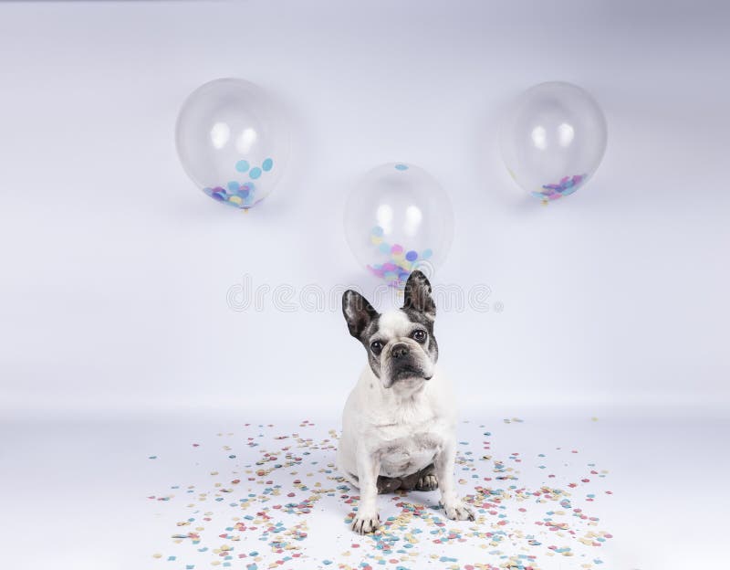 332 Bouledogue D Anniversaire Photos Libres De Droits Et Gratuites De Dreamstime 332 Bouledogue D Anniversaire Photos Libres De Droits Et Gratuites De Dreamstime