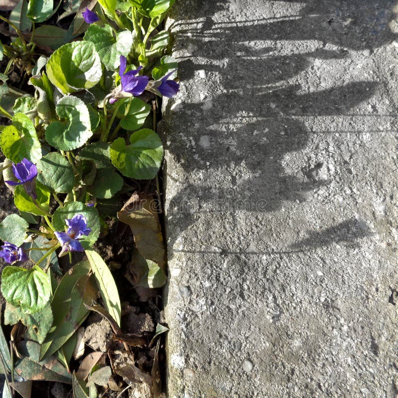 Le viole si chiudono su su sfondo naturale immagini stock Le viole si chiudono su su sfondo naturale immagini stock