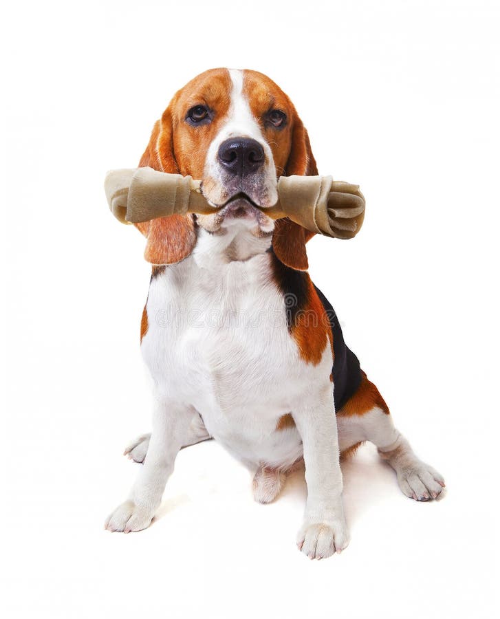 Le visage du chien de briquet avec l'os de cuir vert dans sa bouche a isolé le blanc photo stock Le visage du chien de briquet avec l'os de cuir vert dans sa bouche a isolé le blanc photo stock