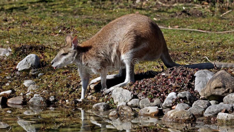 Le wallaby agile macropus agilis est également connu sous le nom de wallaby sablonneux banque de vidéos