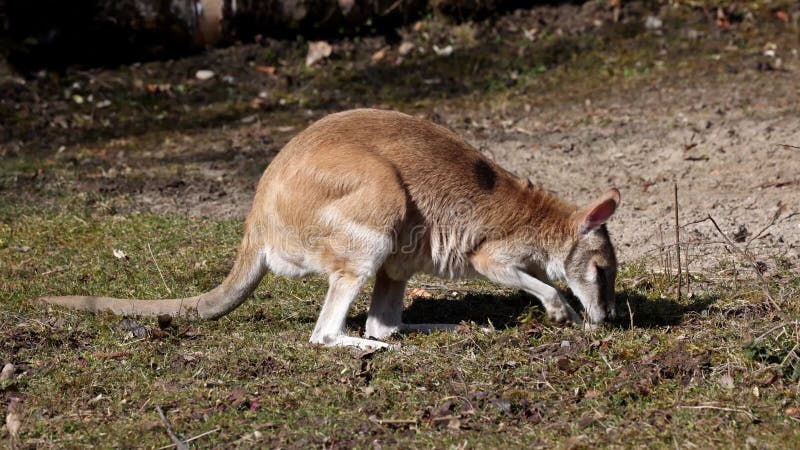 Le wallaby agile macropus agilis est également connu sous le nom de wallaby sablonneux banque de vidéos