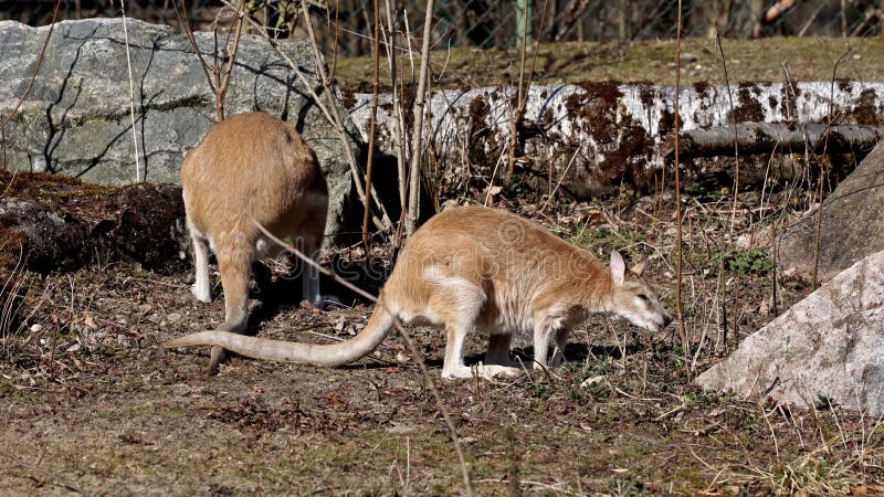 Le wallaby agile macropus agilis est également connu sous le nom de wallaby sablonneux banque de vidéos
