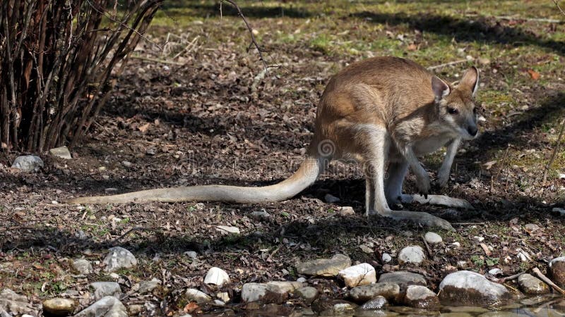 Le wallaby agile macropus agilis est également connu sous le nom de wallaby sablonneux clips vidéos