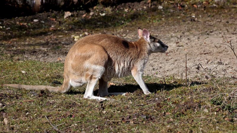 Le wallaby agile macropus agilis est également connu sous le nom de wallaby sablonneux banque de vidéos