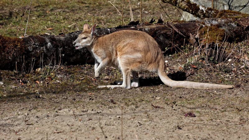 Le wallaby agile macropus agilis est également connu sous le nom de wallaby sablonneux banque de vidéos