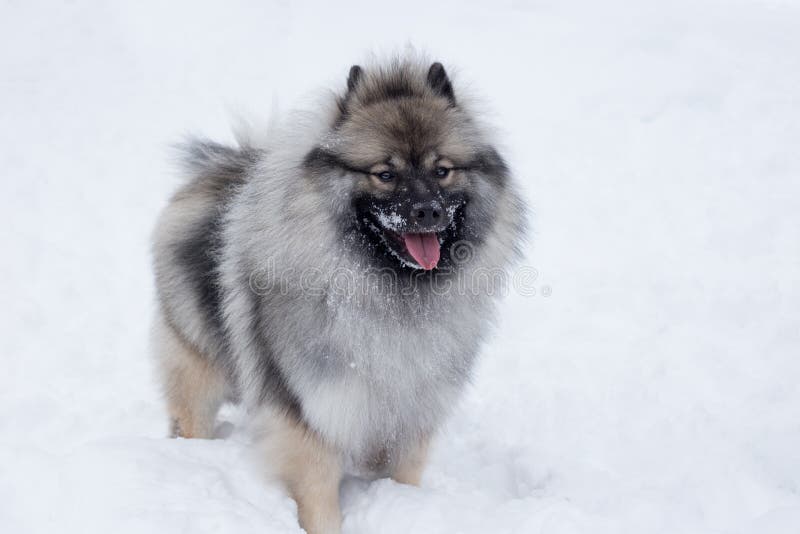 Le wolfspitz de Deutscher se tient sur la neige blanche Keeshond ou spitz allemand Crabot de race photo libre de droits Le wolfspitz de Deutscher se tient sur la neige blanche Keeshond ou spitz allemand Crabot de race photo libre de droits