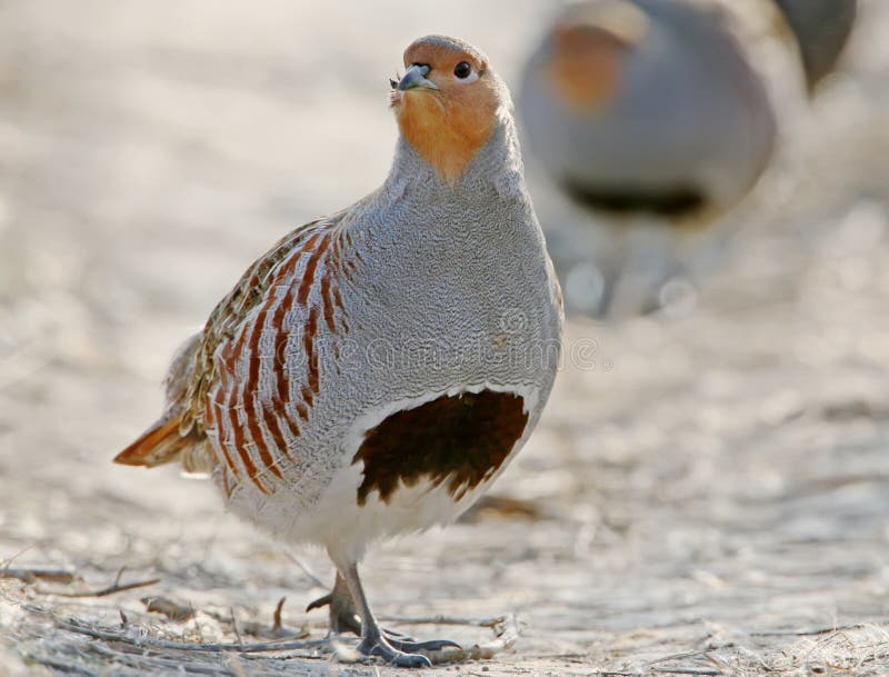 Leader of a pack of gray partridges stock photography Leader of a pack of gray partridges stock photography