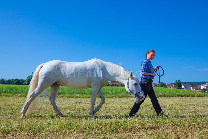 Leading horse stock images