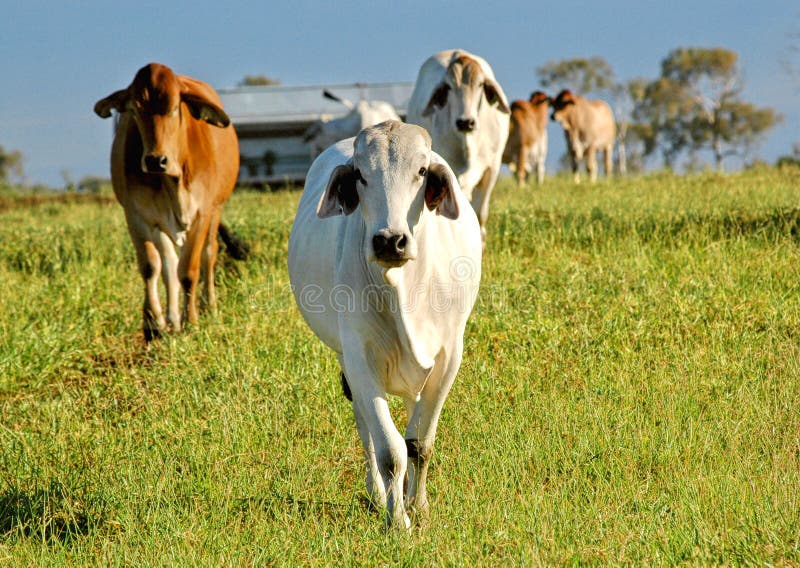 As the sun rises for the day a grey coloured brahman leads the way as it makes its way up to the other end of the pasture. Brahman stock images, royalty-free photos and pictures