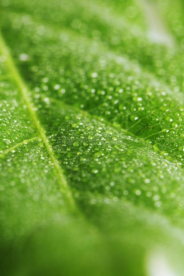 Close up di una foglia verde con la rugiada.