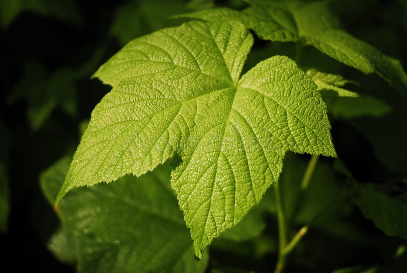 Leaf royalty free stock image