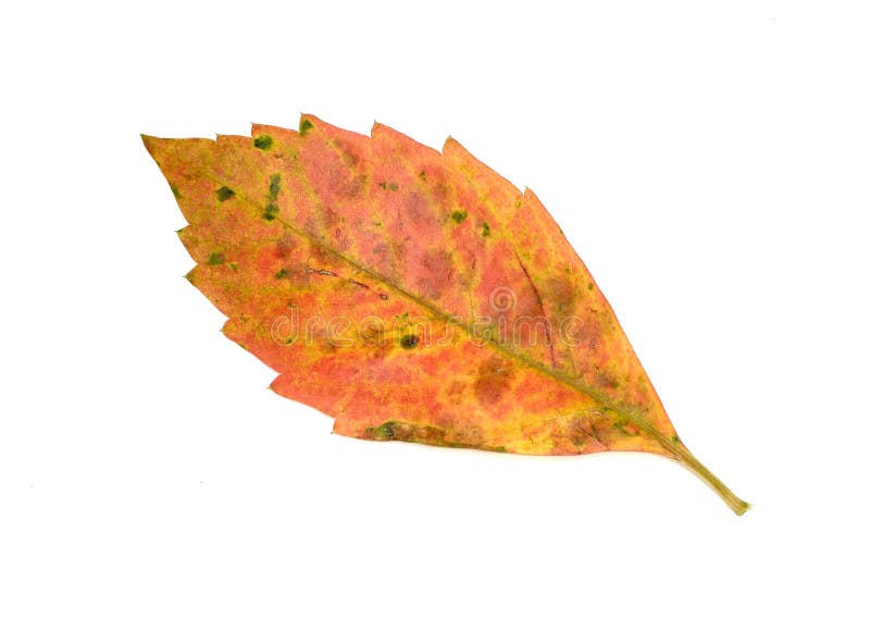 Leaf