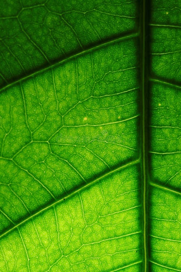 Leaf