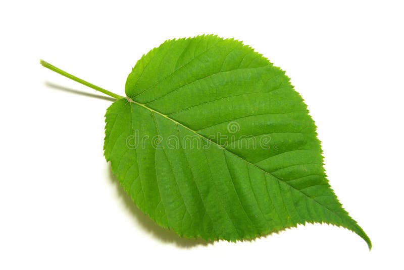 Leaf