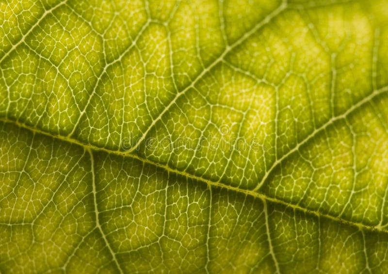 In botany, a leaf is an above-ground plant organ specialized for photosynthesis. For this purpose, a leaf is typically flat (laminar) and thin, to expose the chloroplast containing cells (chlorenchyma tissue) to light over a broad area, and to allow light to penetrate fully into the tissues. Leaves can store food and water, and are modified in some plants for other purposes. Bush texture backgrounds stock images, royalty-free photos and pictures