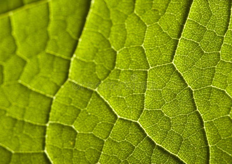 In botany, a leaf is an above-ground plant organ specialized for photosynthesis. For this purpose, a leaf is typically flat (laminar) and thin, to expose the chloroplast containing cells (chlorenchyma tissue) to light over a broad area, and to allow light to penetrate fully into the tissues. Leaves can store food and water, and are modified in some plants for other purposes. Bush texture backgrounds stock images, royalty-free photos and pictures