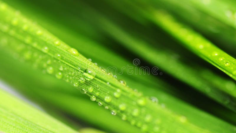 leaf royaltyfria bilder leaf royaltyfria bilder