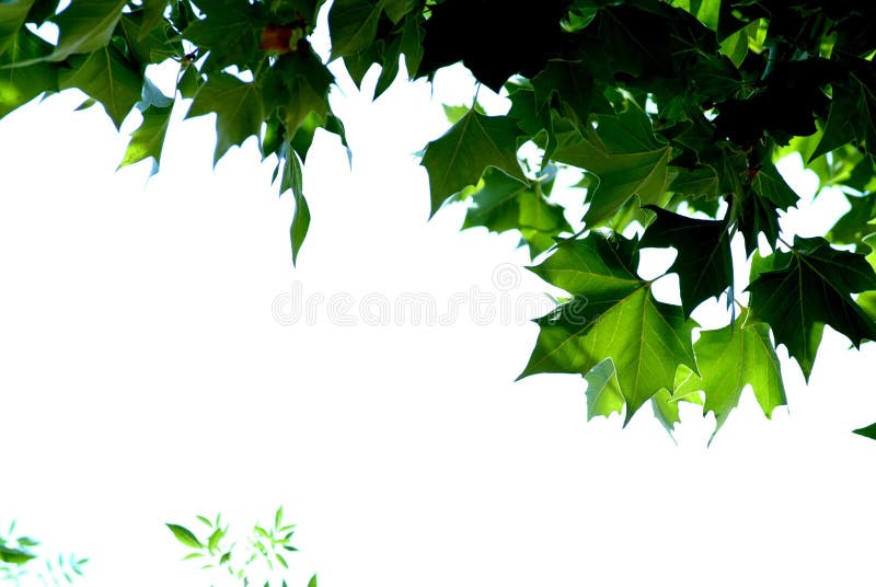 Leaf frame over white for design purposes. Texture purposes stock images, royalty-free photos and pictures