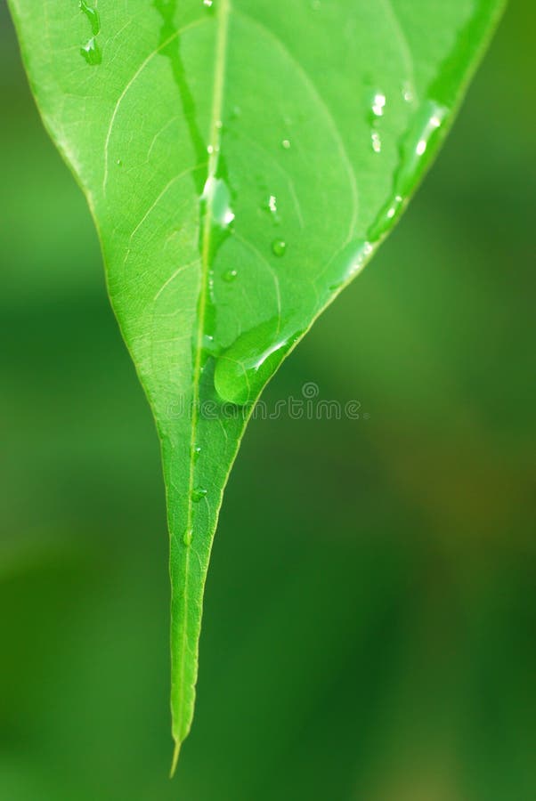 Leaf royalty free stock photos