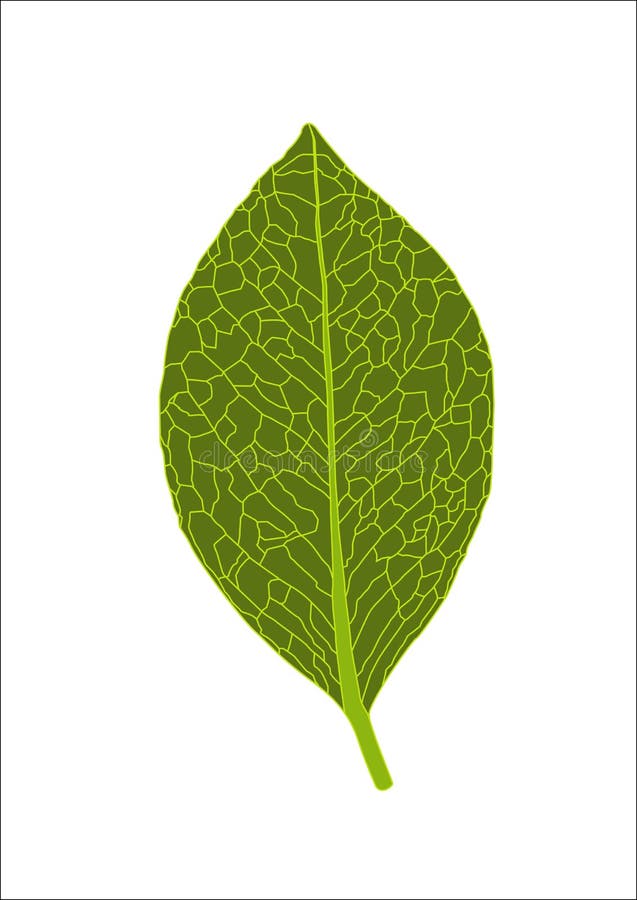 gum leaf stock vector illustration of leaves australian 5143172