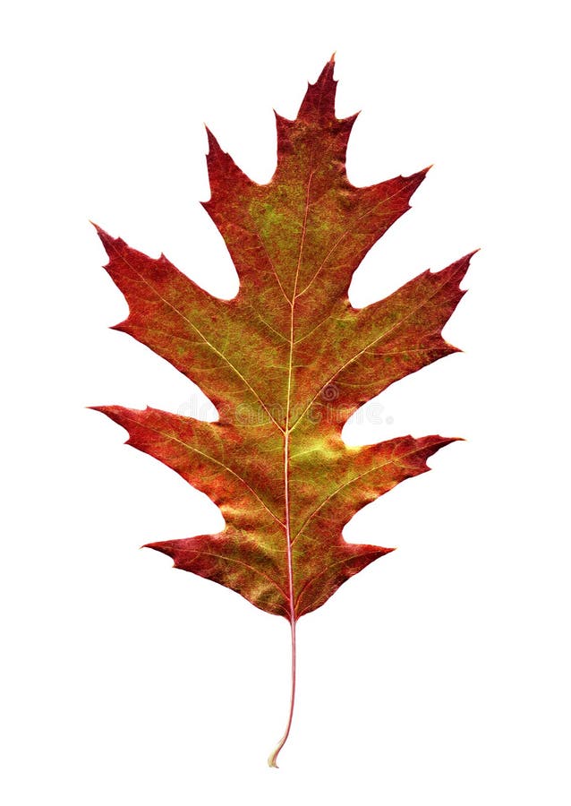 Red leaf on white background. Leaf structure stock images, royalty-free photos and pictures