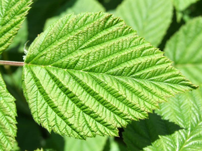Leaf 4