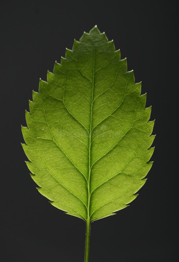 Leaf