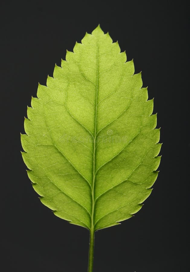 Leaf