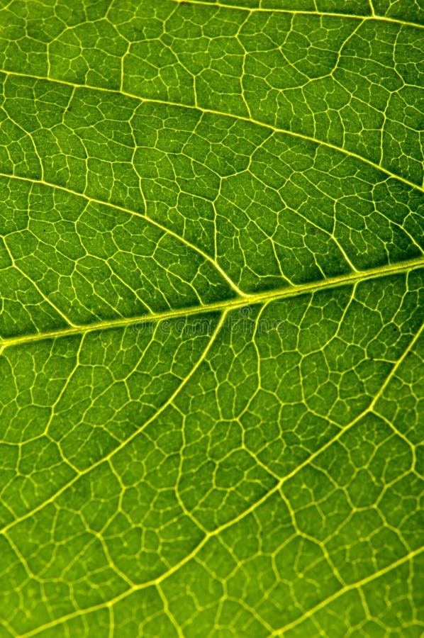 Leaf