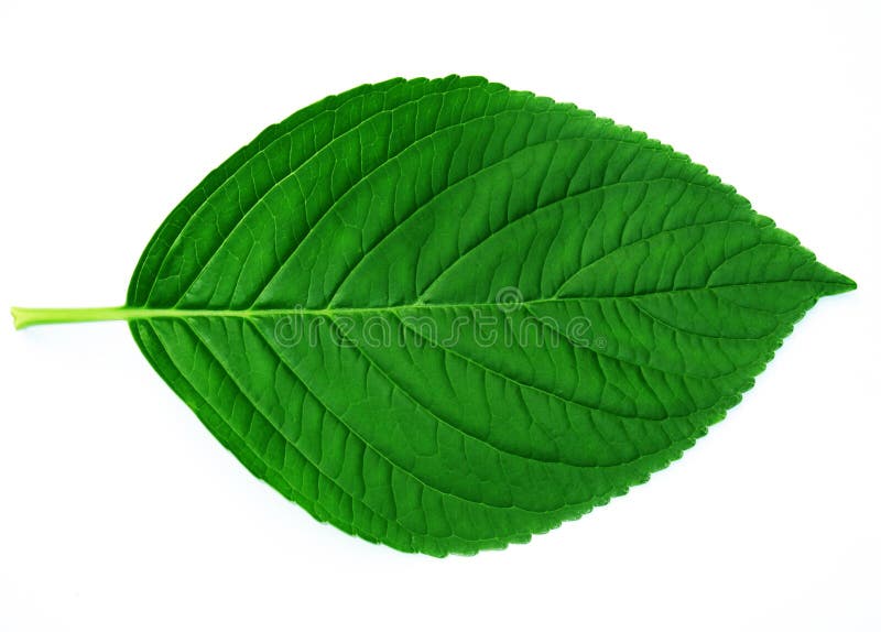 3,570,244 Green Leaves Stock Photos - Free & Royalty-Free Stock Photos from  Dreamstime