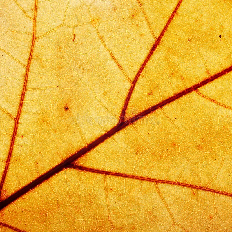 Leaf