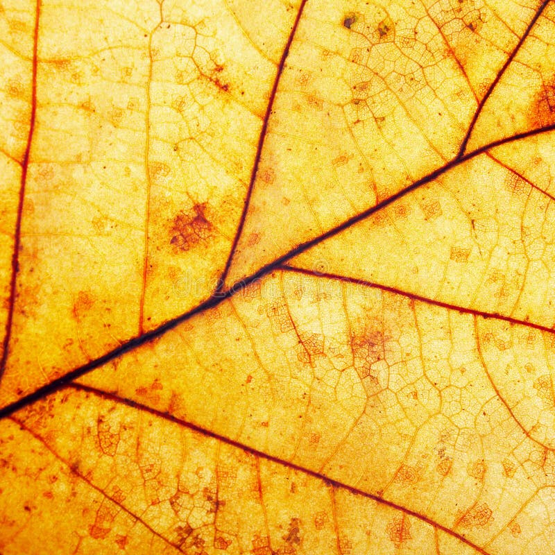 Leaf